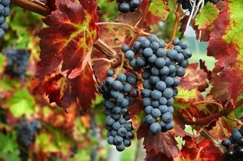 Weinreben